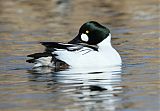 Common Goldeneye